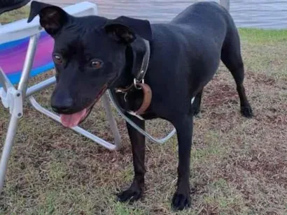 Cachorro raça SRD-ViraLata idade 1 ano nome Artemis