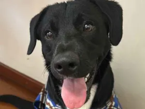 Cachorro raça SRD-ViraLata idade 7 a 11 meses nome Tob