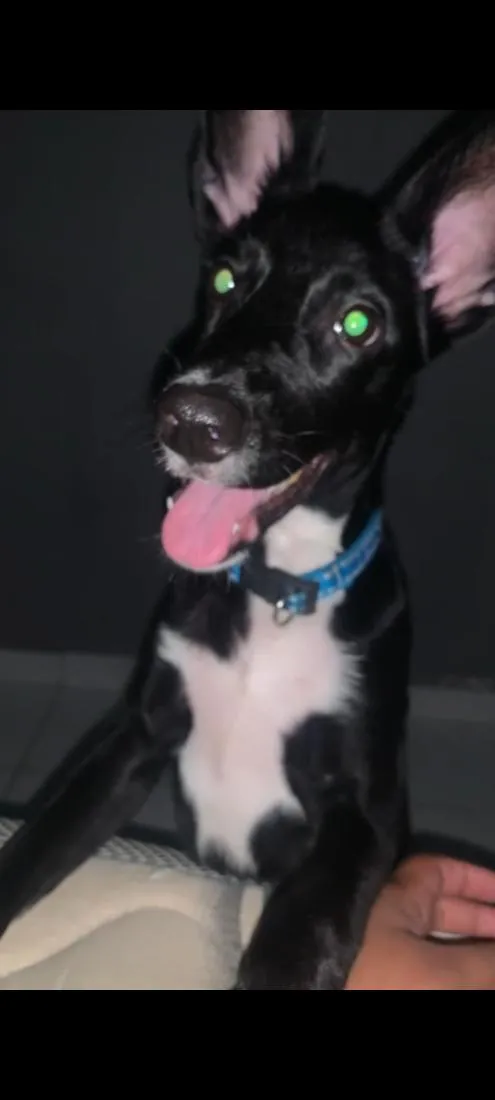 Cachorro raça SRD-ViraLata idade 2 anos nome baruch