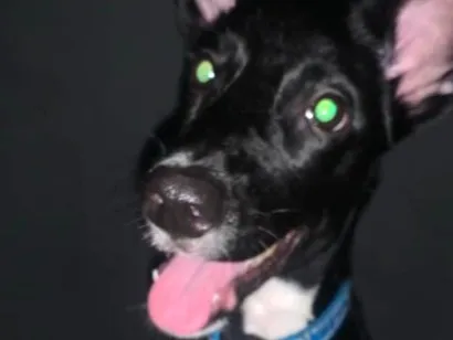 Cachorro raça SRD-ViraLata idade 2 anos nome baruch