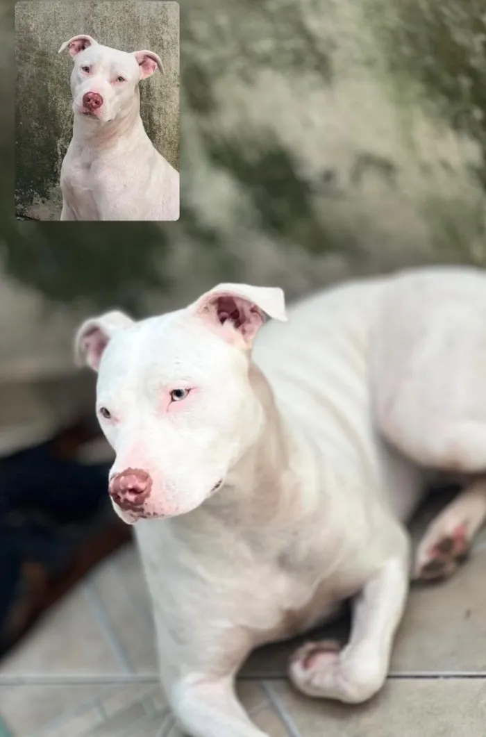 Cachorro raça SRD-ViraLata idade 2 anos nome Aurora