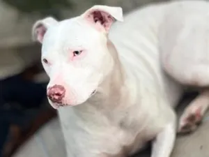 Cachorro raça SRD-ViraLata idade 2 anos nome Aurora