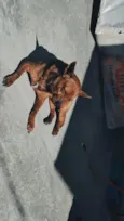 BB
