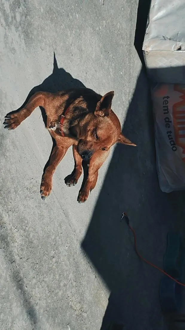 Cachorro raça SRD-ViraLata idade 1 ano nome BB