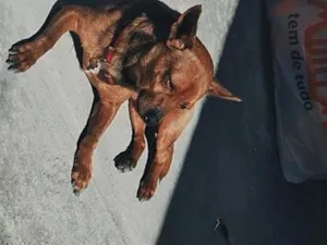 Cachorro raça SRD-ViraLata idade 1 ano nome BB