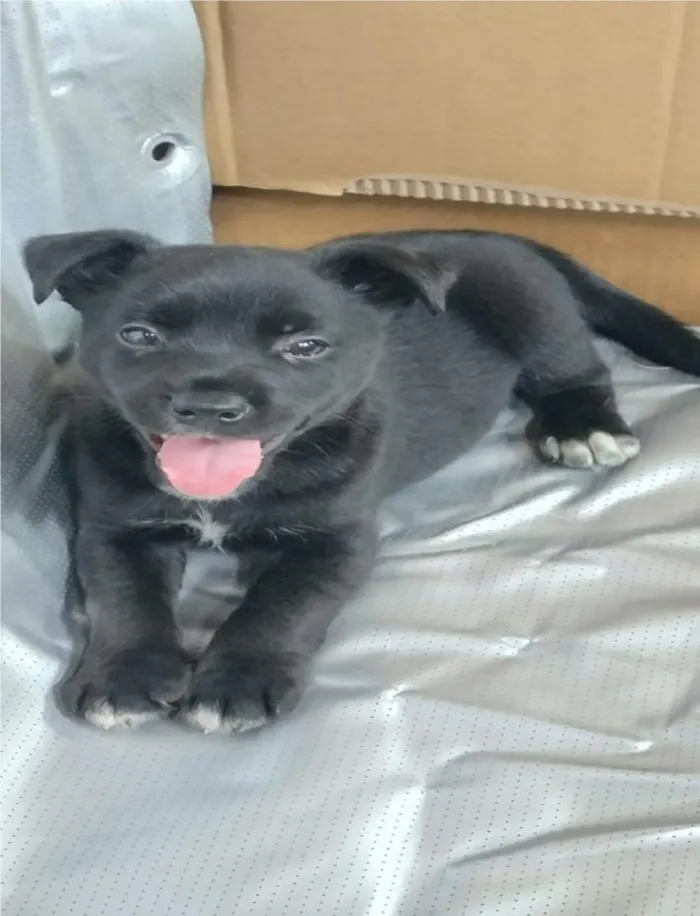 Cachorro raça SRD-ViraLata idade Abaixo de 2 meses nome FILHOTE 01