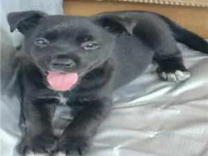 Cachorro raça SRD-ViraLata idade Abaixo de 2 meses nome FILHOTE 01