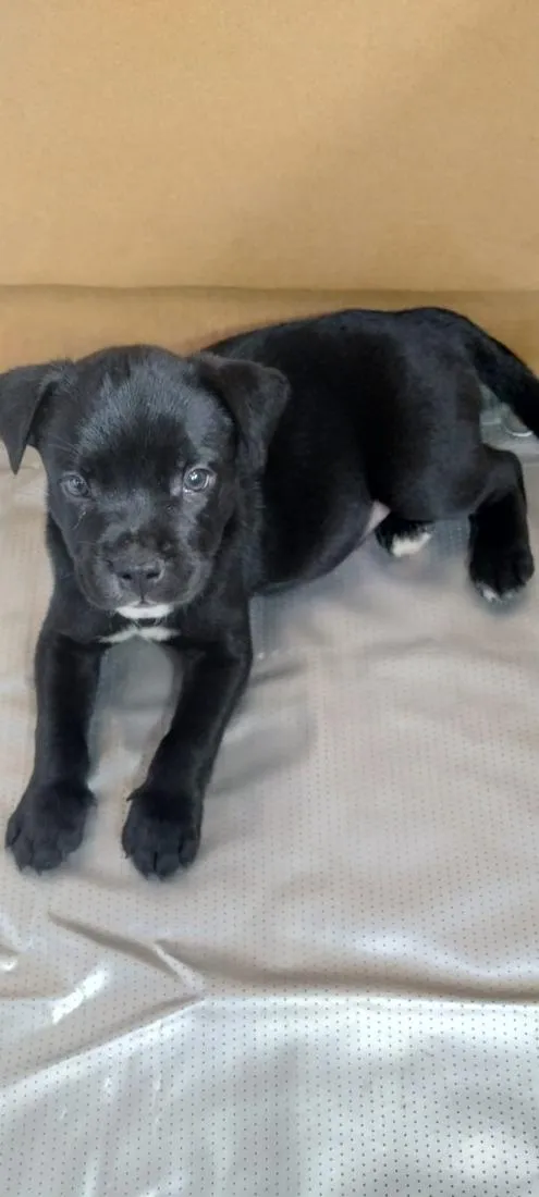 Cachorro raça SRD-ViraLata idade Abaixo de 2 meses nome FILHOTE 02 - NASC. 30JUN26 - MÃE DÁRAH
