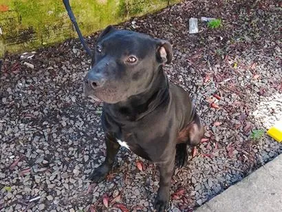 Cachorro raça Pit-Bull idade 2 anos nome Negro