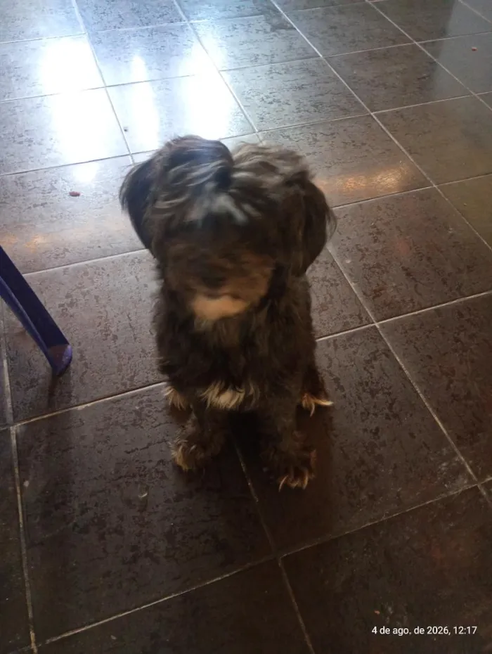 Cachorro raça Poodle idade 2 anos nome Nina