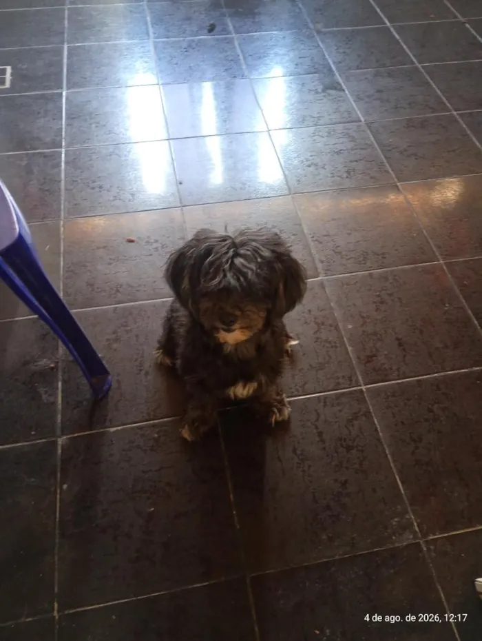 Cachorro raça Poodle idade 2 anos nome Nina