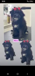 Nina