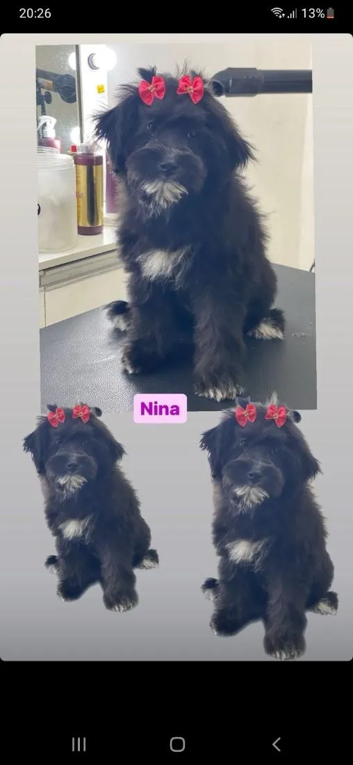 Cachorro raça Poodle idade 2 anos nome Nina