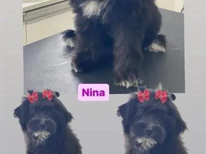 Cachorro raça Poodle idade 2 anos nome Nina