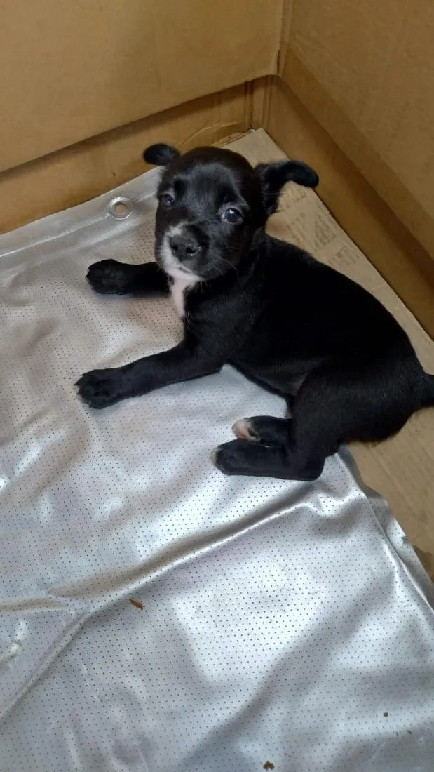 Cachorro raça SRD-ViraLata idade Abaixo de 2 meses nome FILHOTE 03 FÊMEA - NASC. 30JUN26 - MÃE DÁRAH