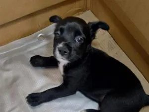 Cachorro raça SRD-ViraLata idade Abaixo de 2 meses nome FILHOTE 03 FÊMEA - NASC. 30JUN26 - MÃE DÁRAH