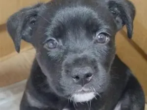 Cachorro raça SRD-ViraLata idade Abaixo de 2 meses nome FILHOTE 04 FÊMEA - NASC. 30JUN26 - MÃE DÁRAH