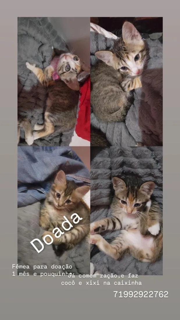 Gato raça SRD-ViraLata idade Abaixo de 2 meses nome sem nomes