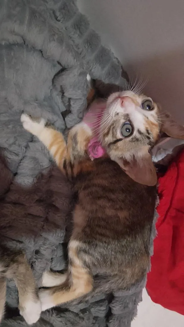 Gato raça SRD-ViraLata idade Abaixo de 2 meses nome sem nomes