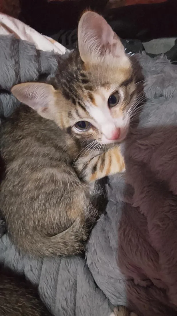 Gato raça SRD-ViraLata idade Abaixo de 2 meses nome sem nomes