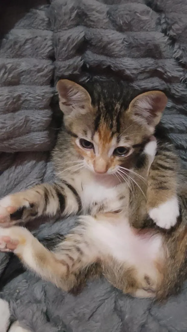 Gato raça SRD-ViraLata idade Abaixo de 2 meses nome sem nomes