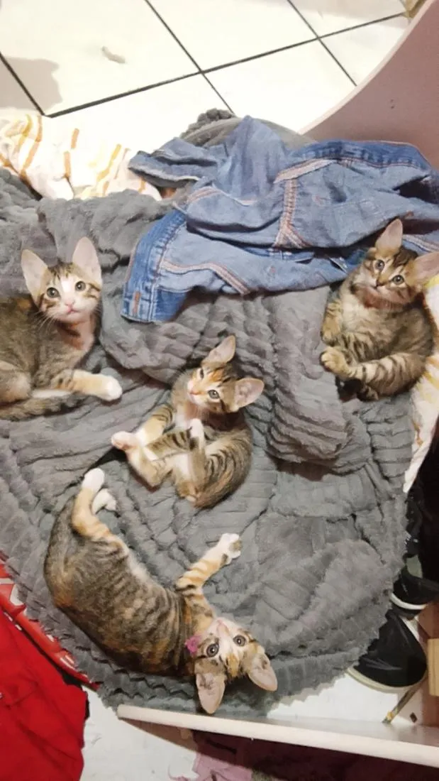 Gato raça SRD-ViraLata idade Abaixo de 2 meses nome sem nomes