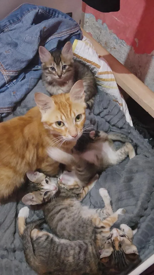 Gato raça SRD-ViraLata idade Abaixo de 2 meses nome sem nomes