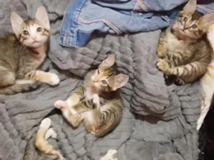 Gato raça SRD-ViraLata idade Abaixo de 2 meses nome sem nomes