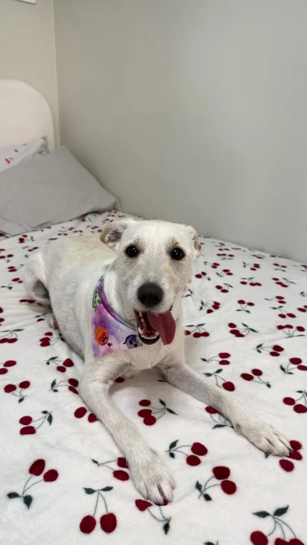 Cachorro raça SRD-ViraLata idade 2 anos nome Ayumi