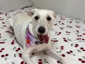 Cachorro raça SRD-ViraLata idade 2 anos nome Ayumi