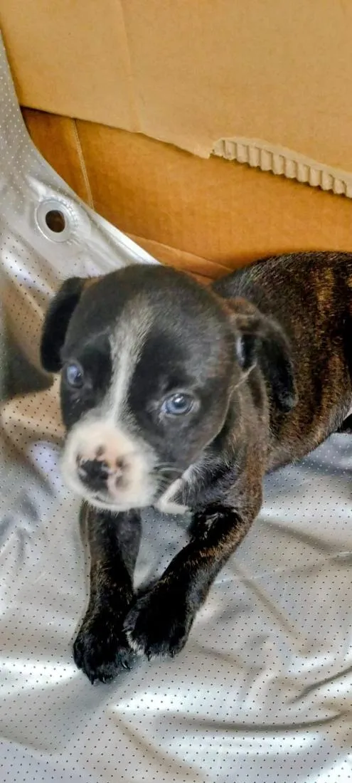 Cachorro raça SRD-ViraLata idade Abaixo de 2 meses nome FILHOTE 05 FÊMEA - NASC. 30JUN26 - MÃE DÁRAH