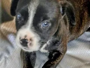 Cachorro raça SRD-ViraLata idade Abaixo de 2 meses nome FILHOTE 05 FÊMEA - NASC. 30JUN26 - MÃE DÁRAH
