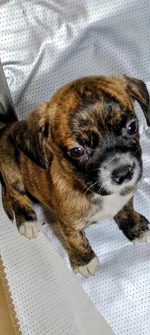 Cachorro raça SRD-ViraLata idade Abaixo de 2 meses nome FILHOTE 06 FÊMEA - NASC. 30JUN26 - MÃE DÁRAH