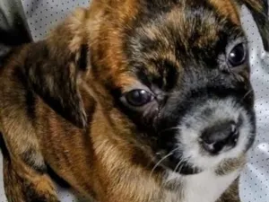 Cachorro raça SRD-ViraLata idade Abaixo de 2 meses nome FILHOTE 06 FÊMEA - NASC. 30JUN26 - MÃE DÁRAH