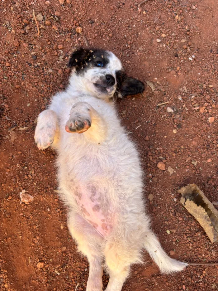 Cachorro raça SRD-ViraLata idade Abaixo de 2 meses nome Princesa 