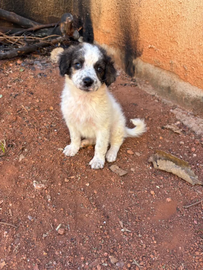 Cachorro raça SRD-ViraLata idade Abaixo de 2 meses nome Princesa 