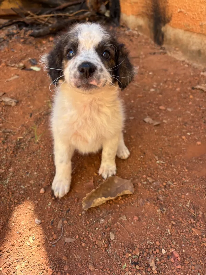 Cachorro raça SRD-ViraLata idade Abaixo de 2 meses nome Princesa 