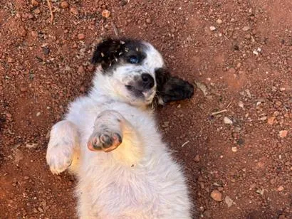 Cachorro raça SRD-ViraLata idade Abaixo de 2 meses nome Princesa 