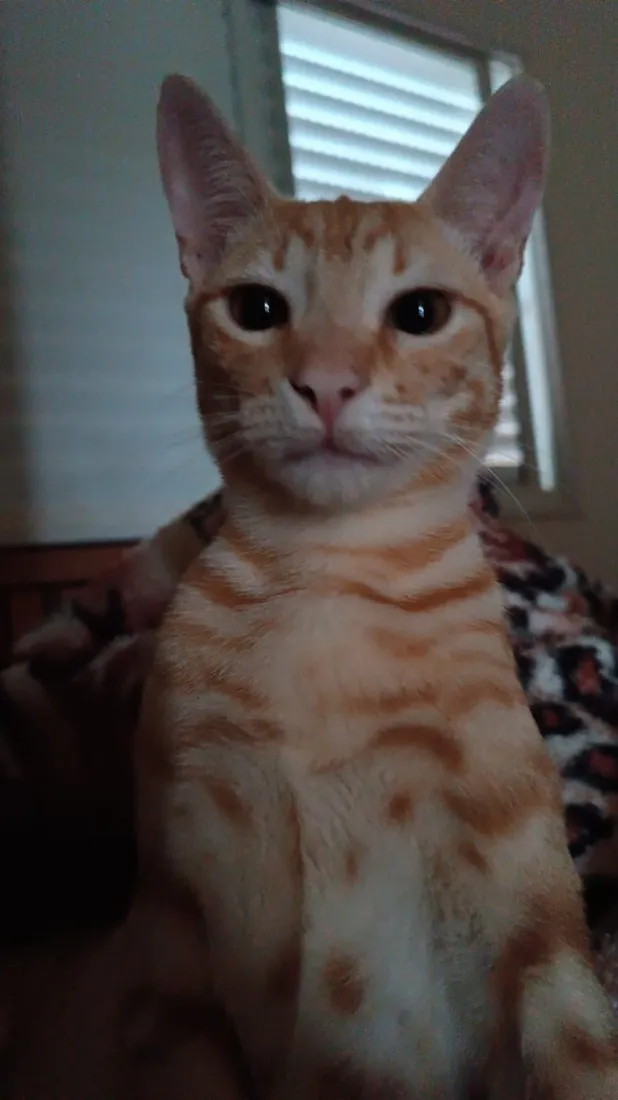 Gato raça SRD-ViraLata idade 1 ano nome Curumi