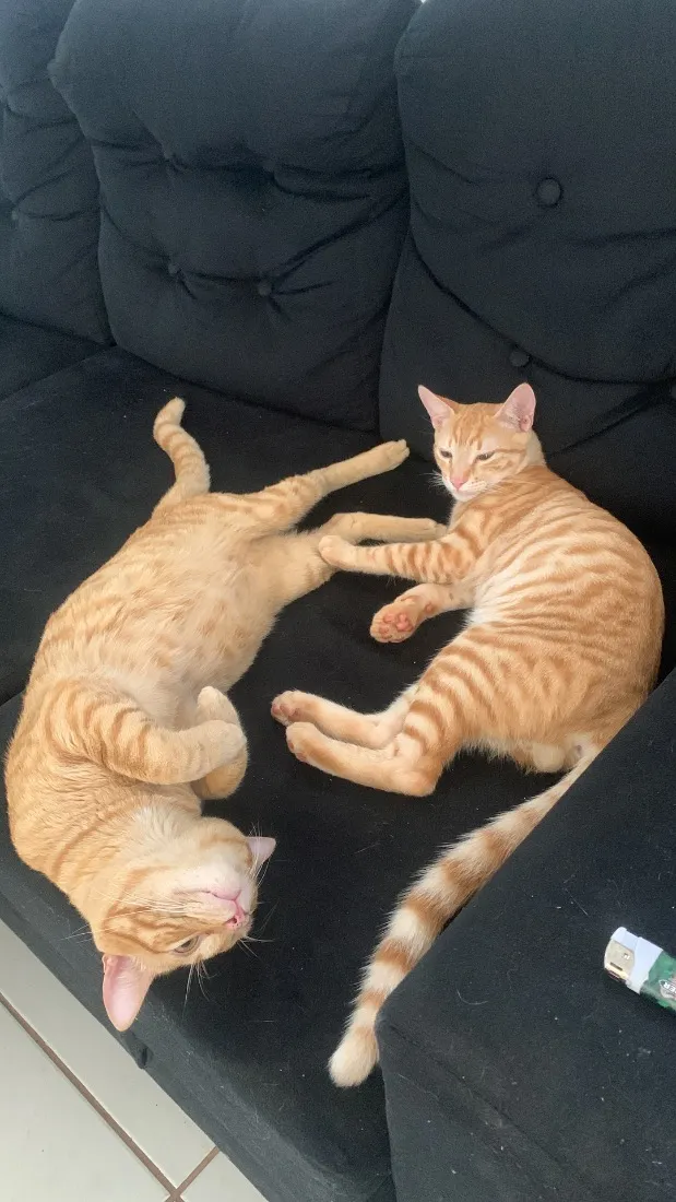 Gato raça SRD-ViraLata idade 1 ano nome Curumi