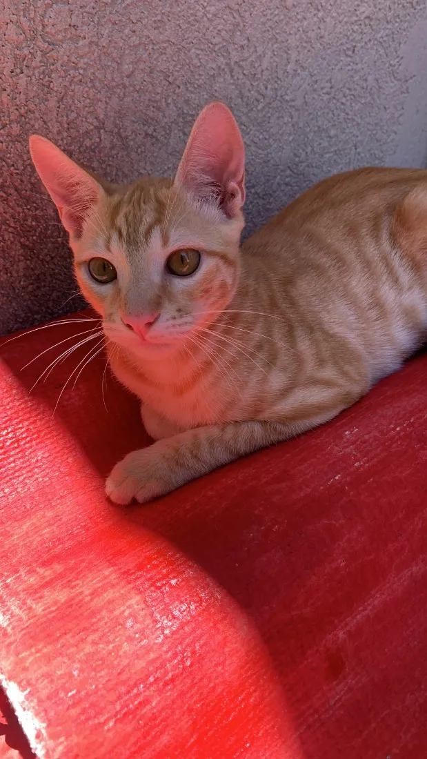 Gato raça SRD-ViraLata idade 1 ano nome Curumi