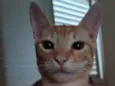 Curumi