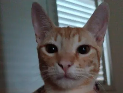 Gato raça SRD-ViraLata idade 1 ano nome Curumi