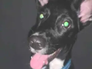 Cachorro raça SRD-ViraLata idade 2 anos nome baruch