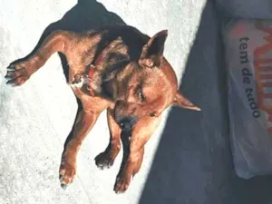Cachorro raça SRD-ViraLata idade 1 ano nome BB