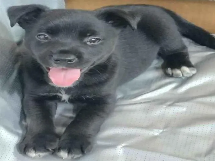 Cachorro raça SRD-ViraLata idade Abaixo de 2 meses nome FILHOTE 01