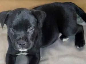 Cachorro raça SRD-ViraLata idade Abaixo de 2 meses nome FILHOTE 02 - NASC. 30JUN26 - MÃE DÁRAH