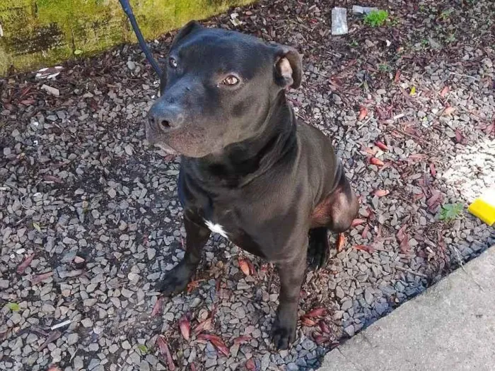 Cachorro raça Pit-Bull idade 2 anos nome Negro