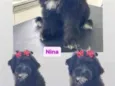 Nina