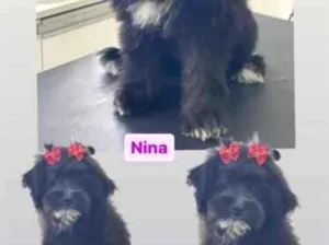 Cachorro raça Poodle idade 2 anos nome Nina